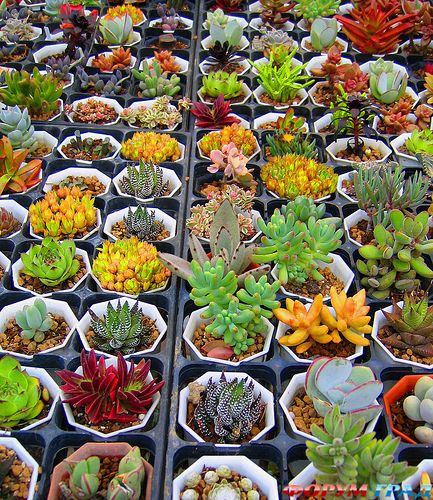 суккуленты