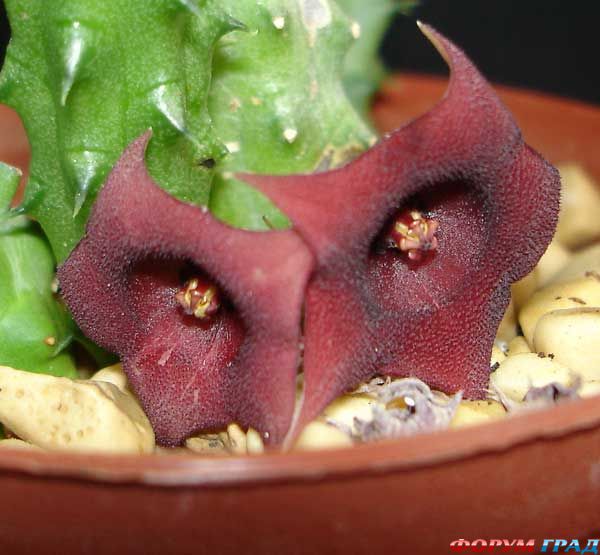 Huernia Schneiderana)