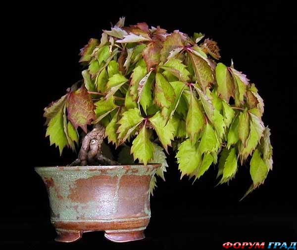 девичий виноград