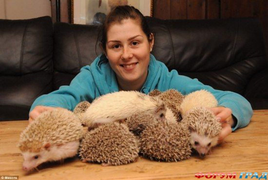 Африканский карликовый еж