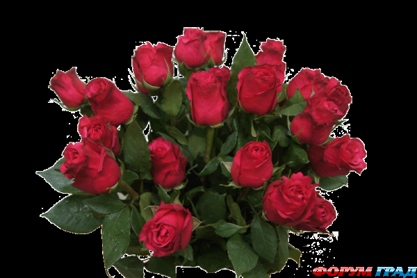 Красные розы
