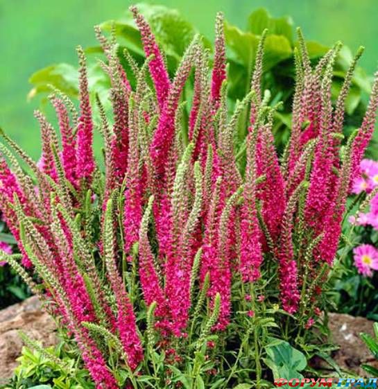 Вероника колосковая