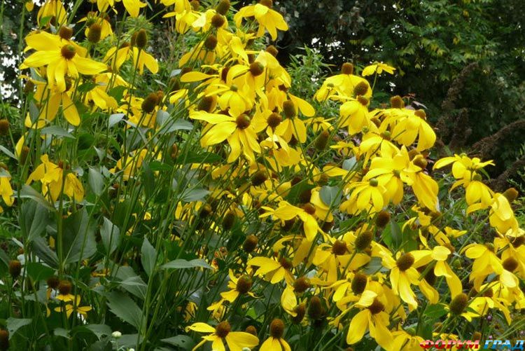 Rudbeckia Nitida