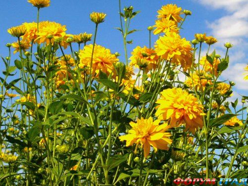 Rudbeckia  Taciniata