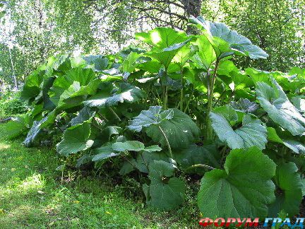 белокопытник гигантский