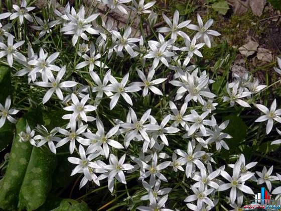 Птицемлечник зонтичный