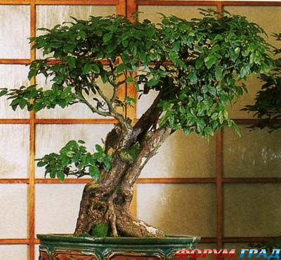 Бонсай из сагереции