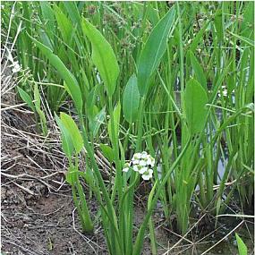 стрелолист обыкновенный