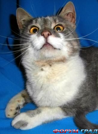 Мышкин Кошкин в ожидании обещанной птички