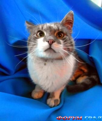 А может там тушонка есть?