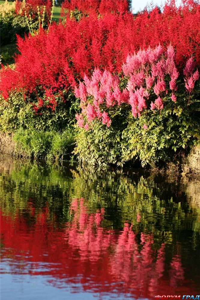 Cад Саутленд Новая зеландия