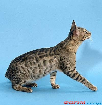 savannah cats 8
