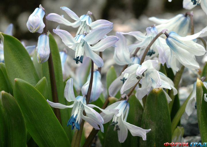 Scilla rosenii