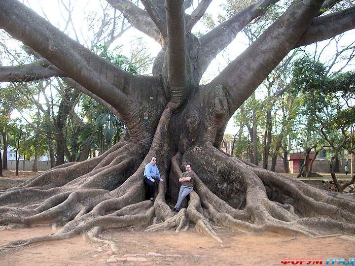 Хлопковое дерево