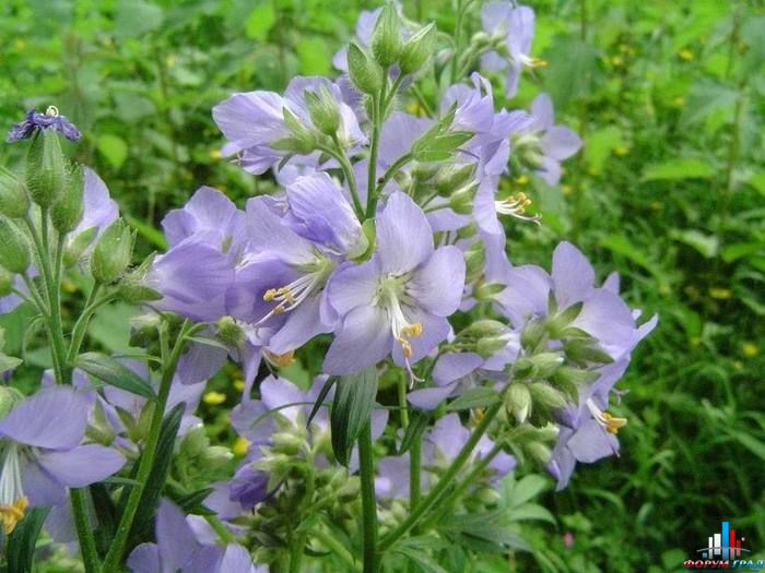 синюха голубая