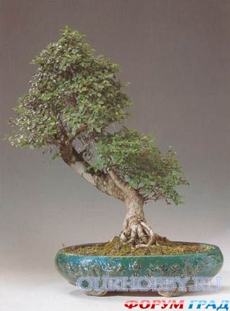 бонсай из вяза