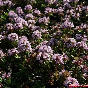 Thymus х cithodorus