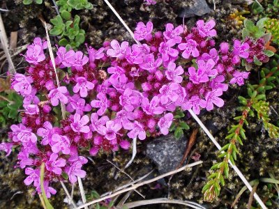 Thymus рrаесох