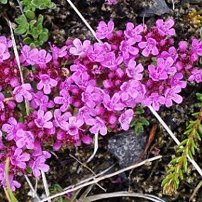 Thymus рrаесох