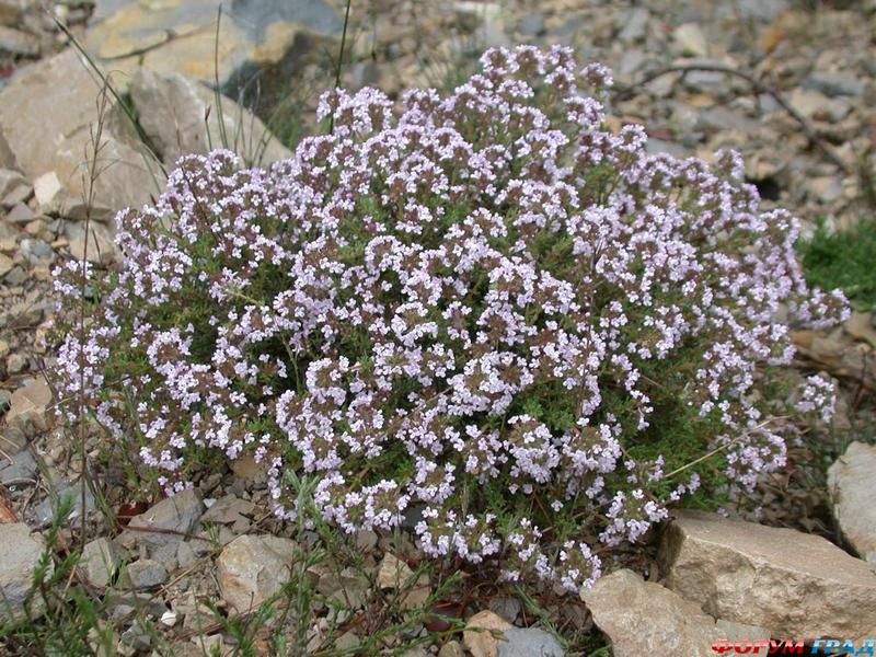 Thymus Vulgaris