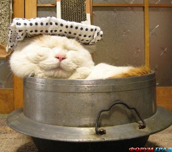 Кот, который любит поспать