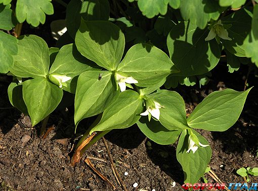 trillium 20tschonoskyi