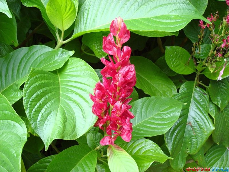 Тропический сад