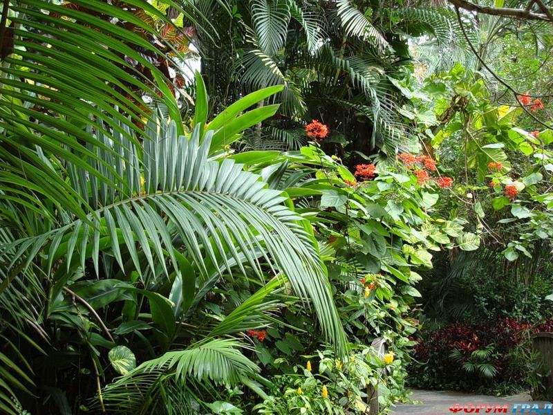 Тропический парк
