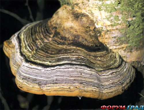 гриб трутовик