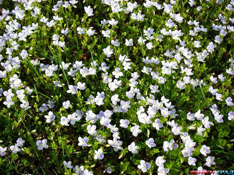 Вероника ползучая