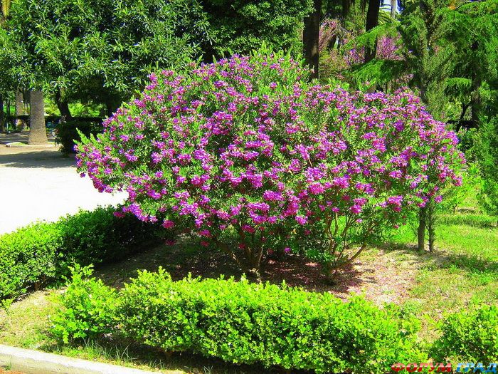 Парк виллы Таранто