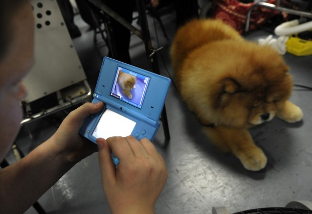 Выставка собак в Нью-Йорке