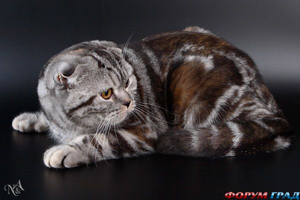 Шотланская вислоухая кошка