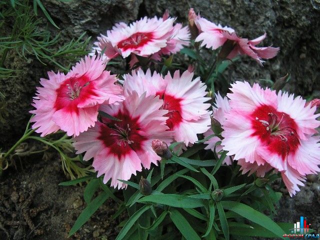 гвоздика перистая