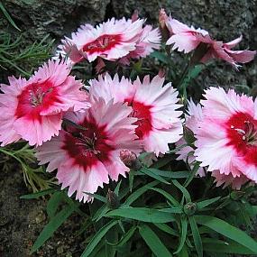 гвоздика перистая