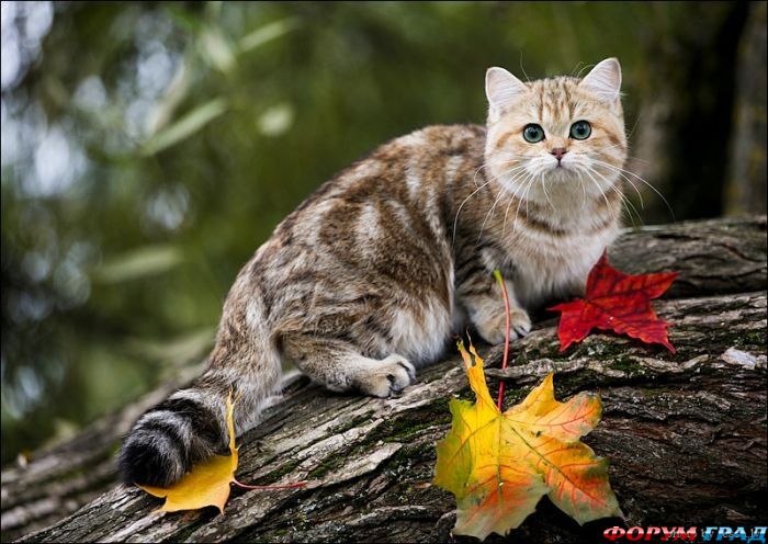 Британская кошечка Кьяра