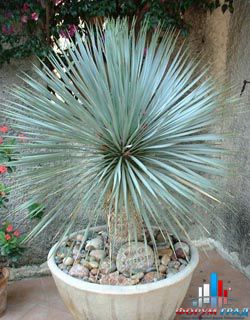 yucca 20rostrata 201