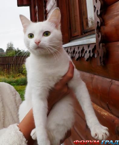 Ангорский котик Заяц