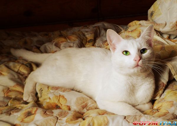 Ангорский котик Заяц