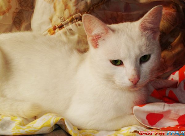 Ангорский котик Заяц