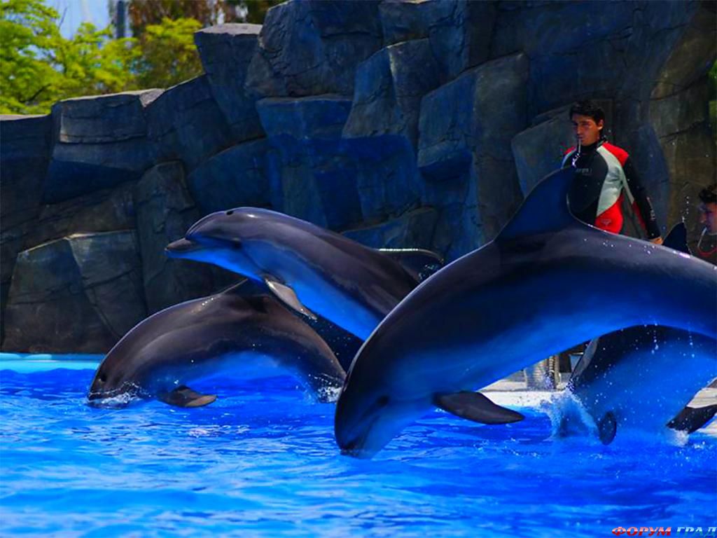 batumi-dolphinarium-51