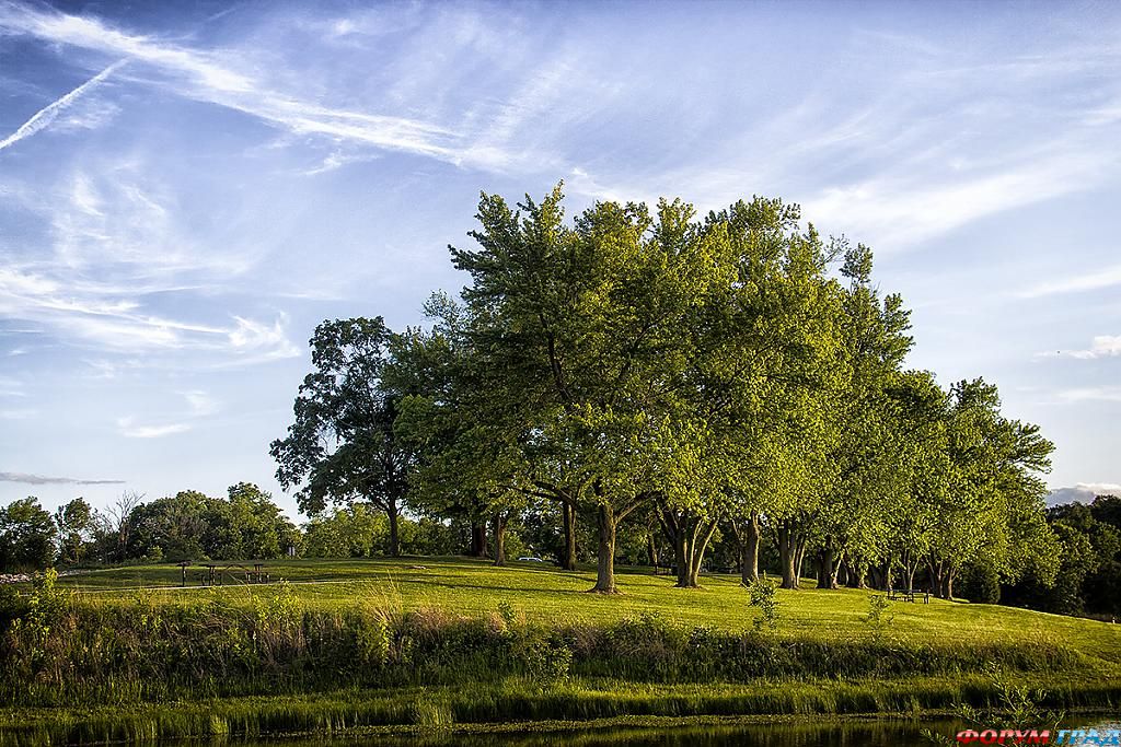 broemmelsiek-park-sunny-trees-80