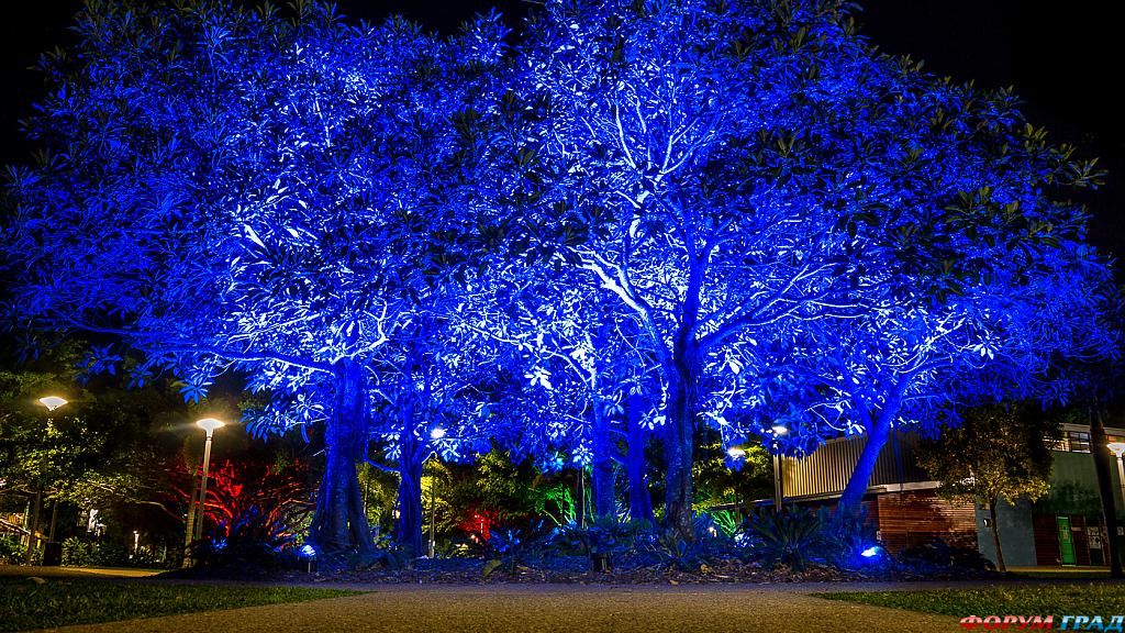 cairns-festival-blue-tree-85