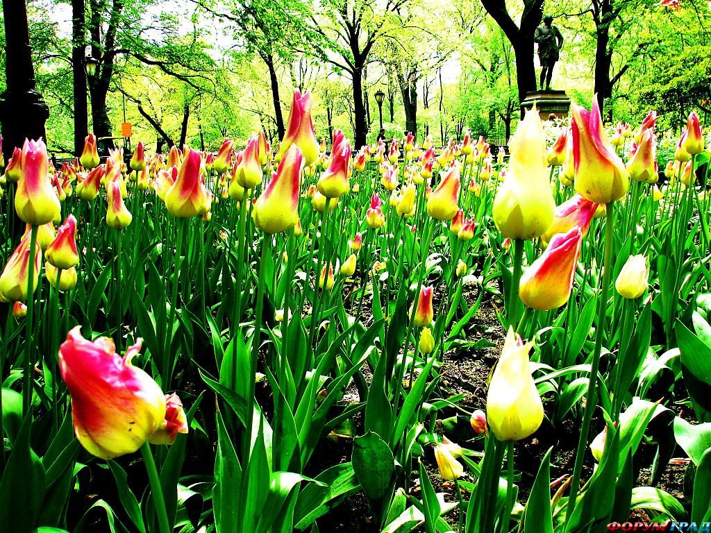 flowers-and-history-175