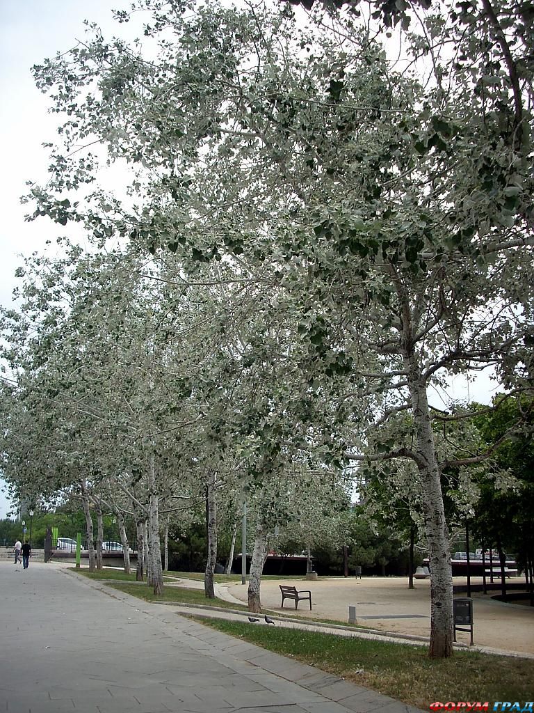 park-in-barcelona-407