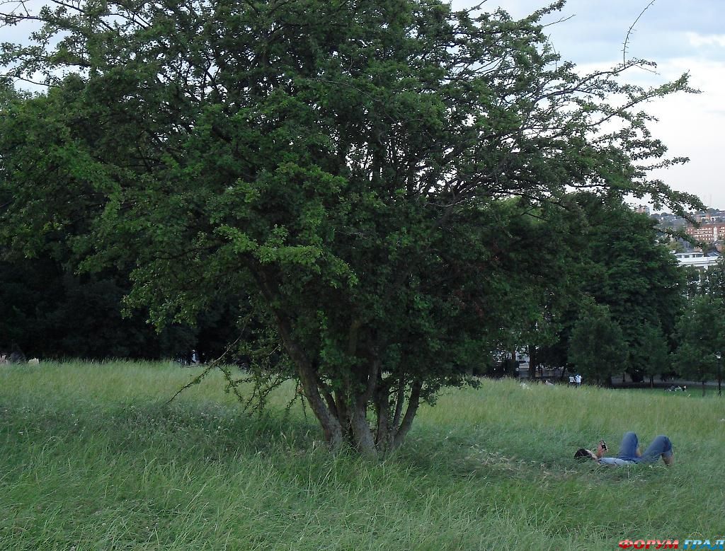 primrose-hill---man-relaxing-in-the-grass-423