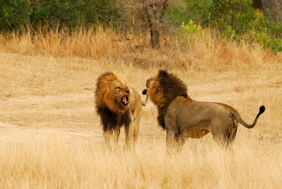 south-african-ulusaba-game-reserve-05