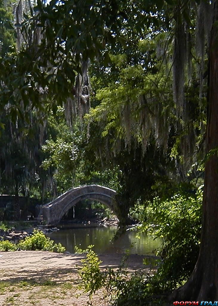 spanish-moss-new-orleans-492