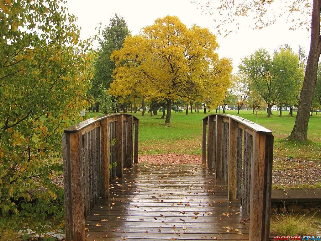 the-yellow-maple-571