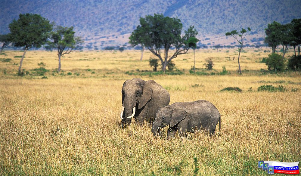 Africa42